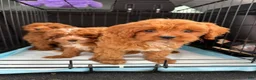 Cavapoo dogs for sale: Malibu - Ad 4