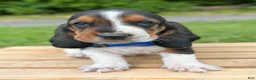 Basset Hound dogs for sale: Oscar - Ad 16