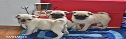 Pug dogs for sale: Donald - Ad 11