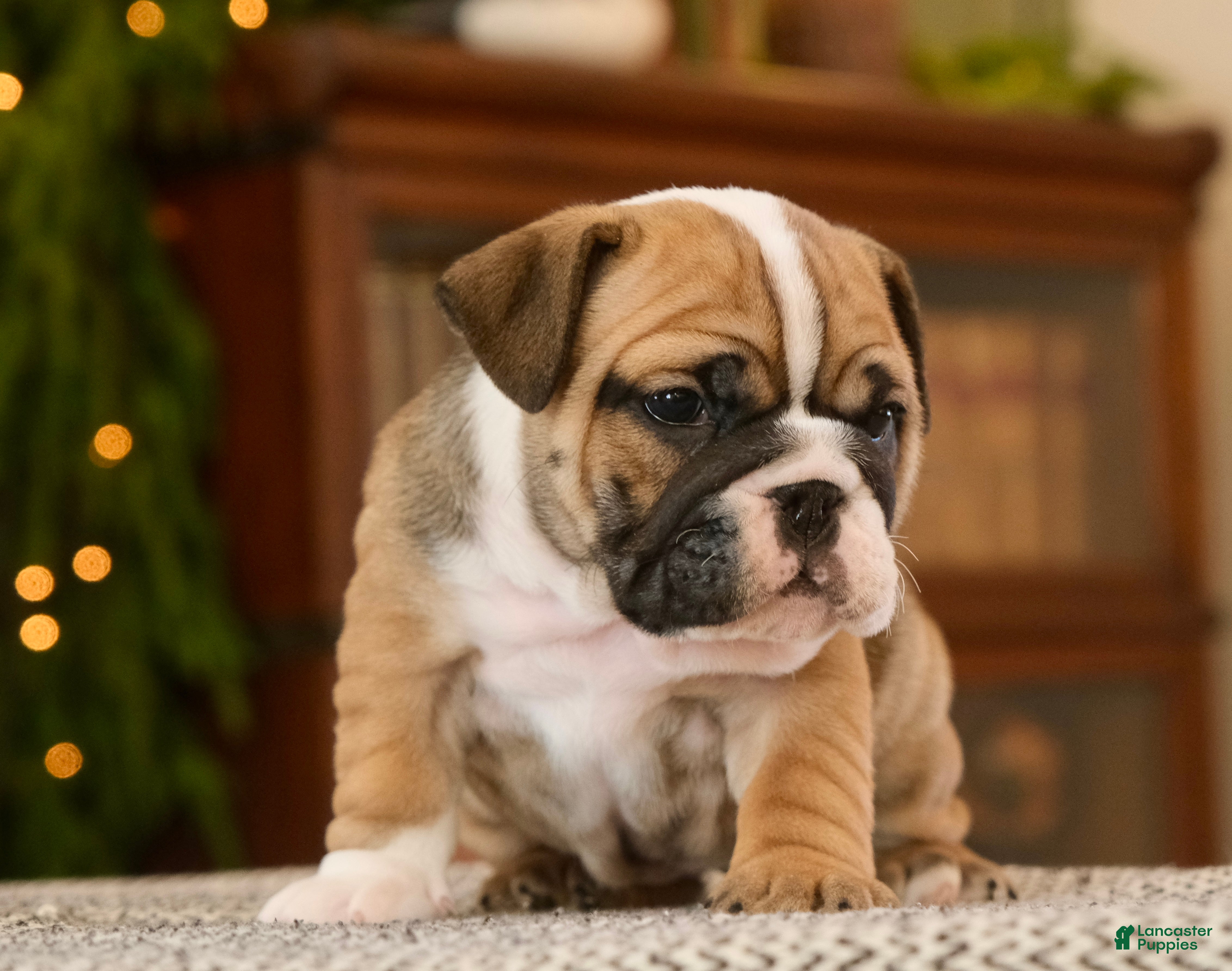 English Bulldog dogs Brandi - Ad 37
