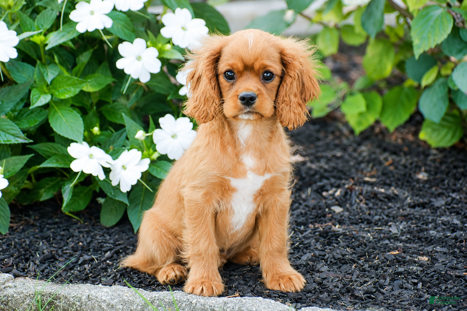Cavalier King Charles Spaniel dogs Tucker - Ad 1