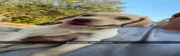 Labrador Retriever dogs for sale: Purple Female - Ad 1