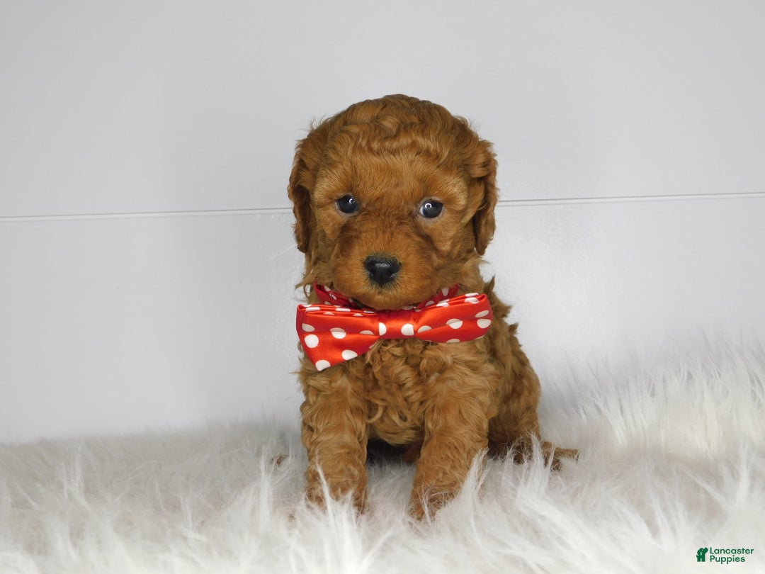 Cavapoo dogs for sale: Emma  - Ad 2