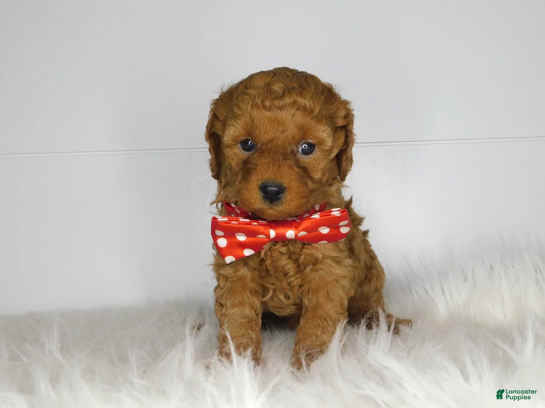 Cavapoo dogs for sale: Emma  - Ad 2