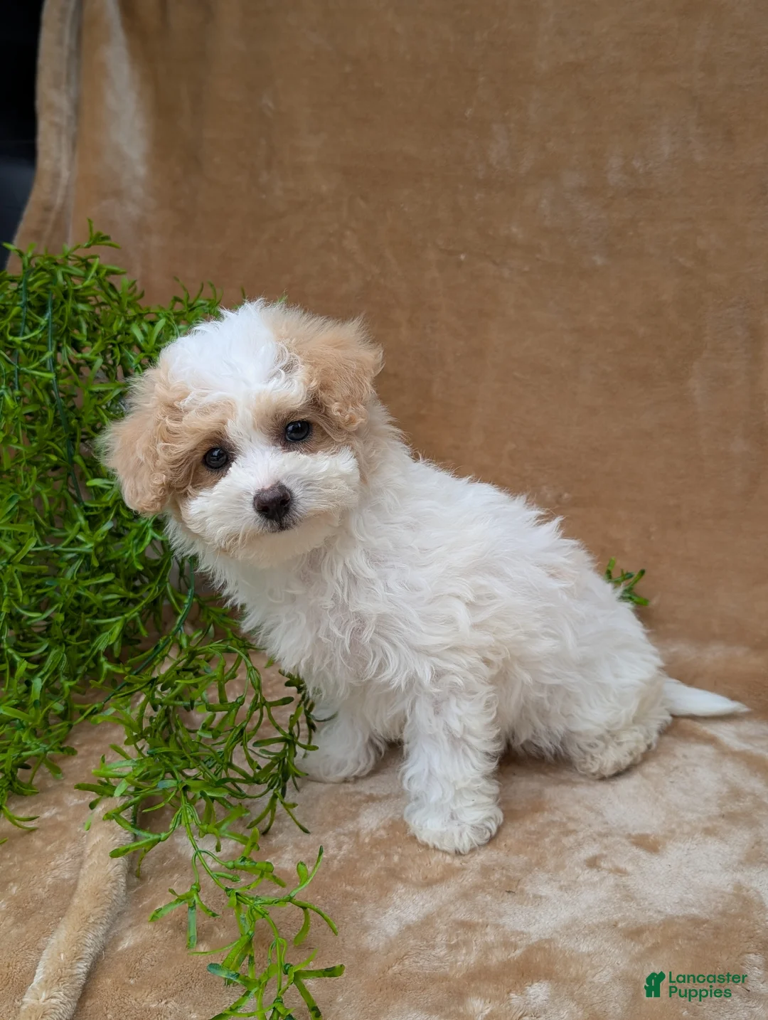 Bichpoo dogs for sale: Khloe  - Ad 6