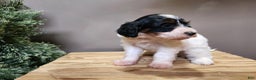 Mini Bernedoodle dogs for sale: Vixon - Ad 7