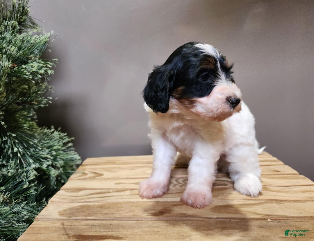 Mini Bernedoodle dogs for sale: Vixon - Ad 7