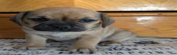 Puggle dogs for sale: Kandi  - Ad 13