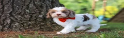 Cavapoo dogs for sale: Chase - Ad 5