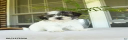 Teddy Bear dogs for sale: Kairy - Ad 5