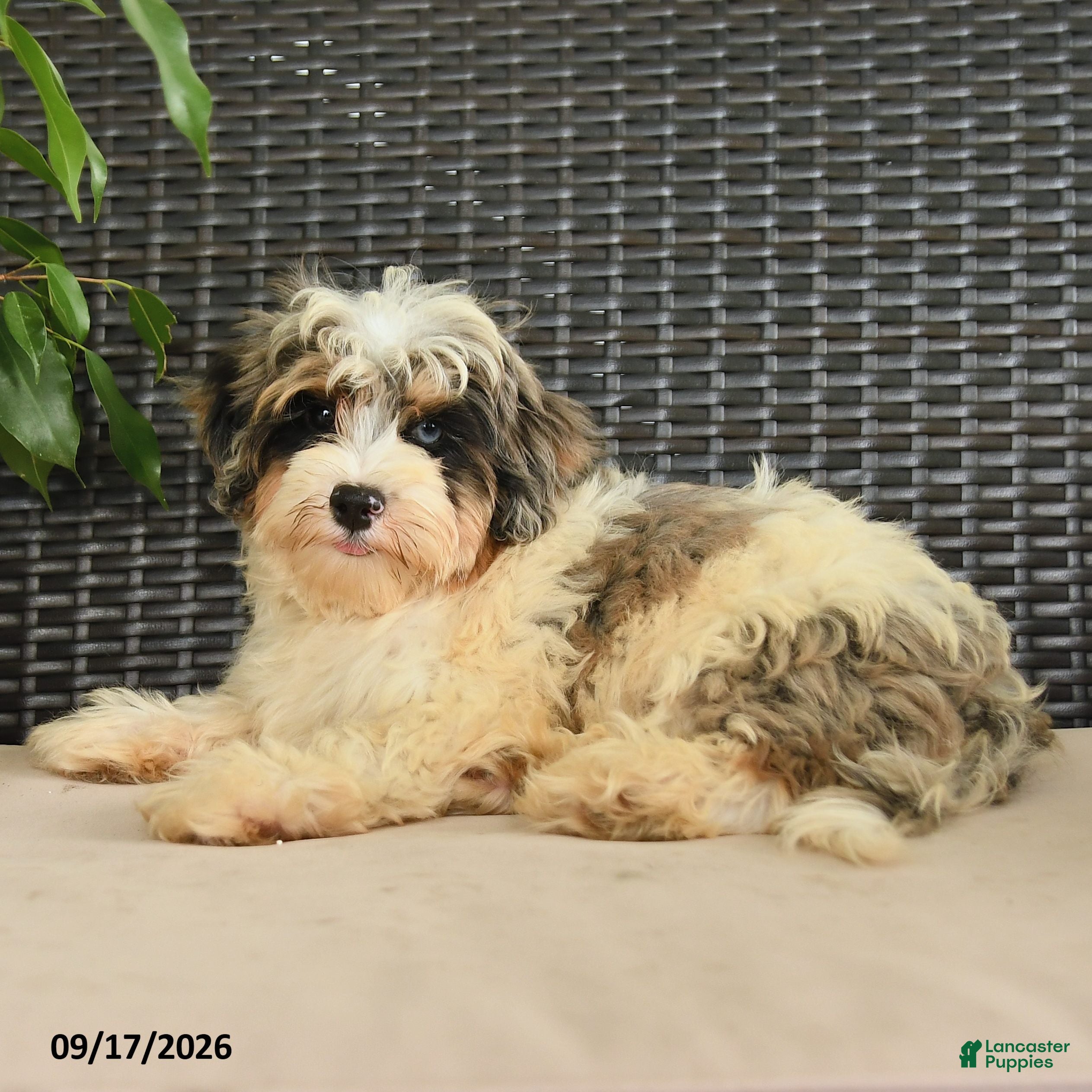 Maltipoo dogs Bentley - Ad 1