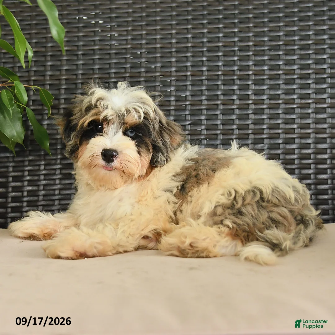 Maltipoo dogs for sale: Bentley - Ad 1