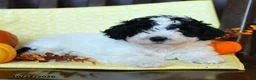 Miniature Poodle dogs for sale: Dotty - Ad 3