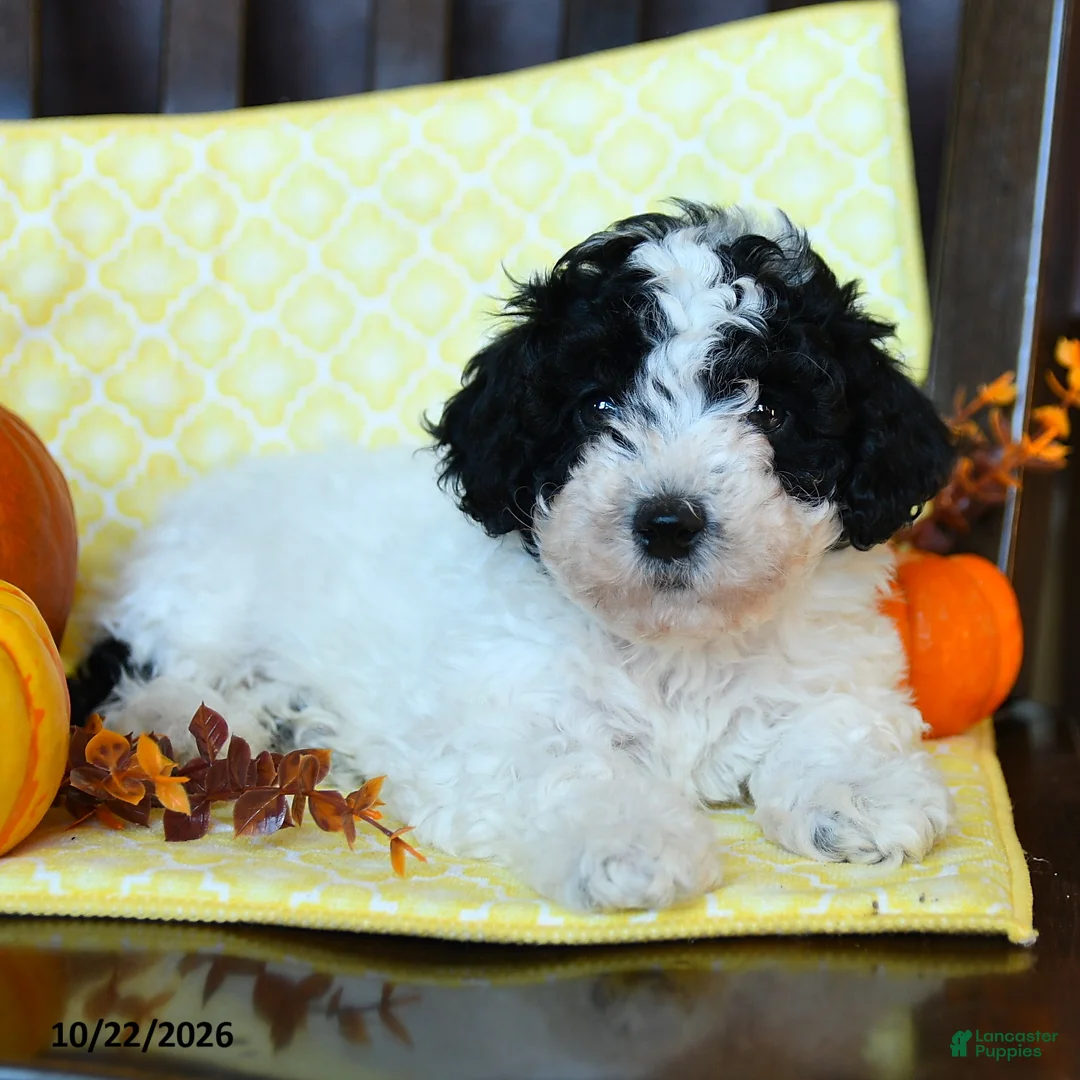 Miniature Poodle dogs for sale: Dotty - Ad 3
