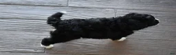 Mini Bernedoodle dogs for sale: Autumn - Ad 14