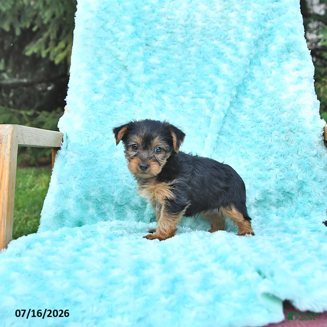 Yorkshire Terrier dogs for sale: Lena - Ad 3