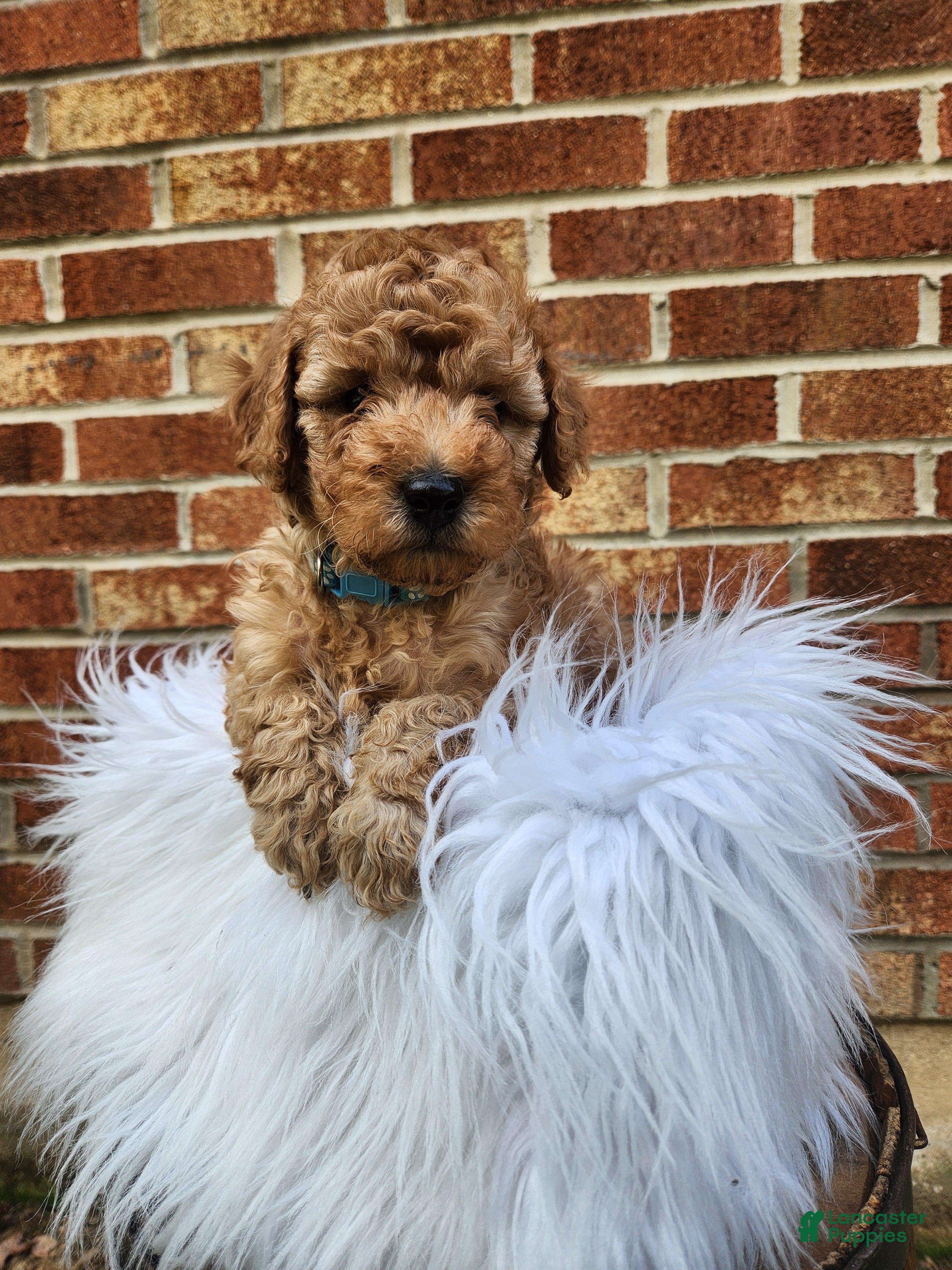 Mini Goldendoodle dogs JETT - MINI GOLDENDOODLE LOVELY PUPPY (RICHLAND, PA) - F1BB - Ad 2
