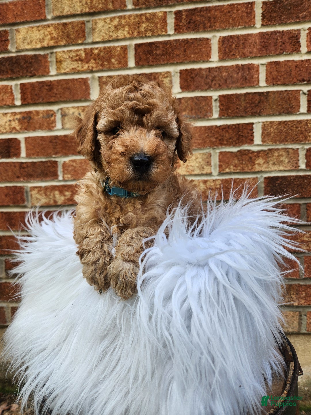 Mini Goldendoodle dogs for sale: JETT - MINI GOLDENDOODLE LOVELY PUPPY (RICHLAND, PA) - F1BB - Ad 2