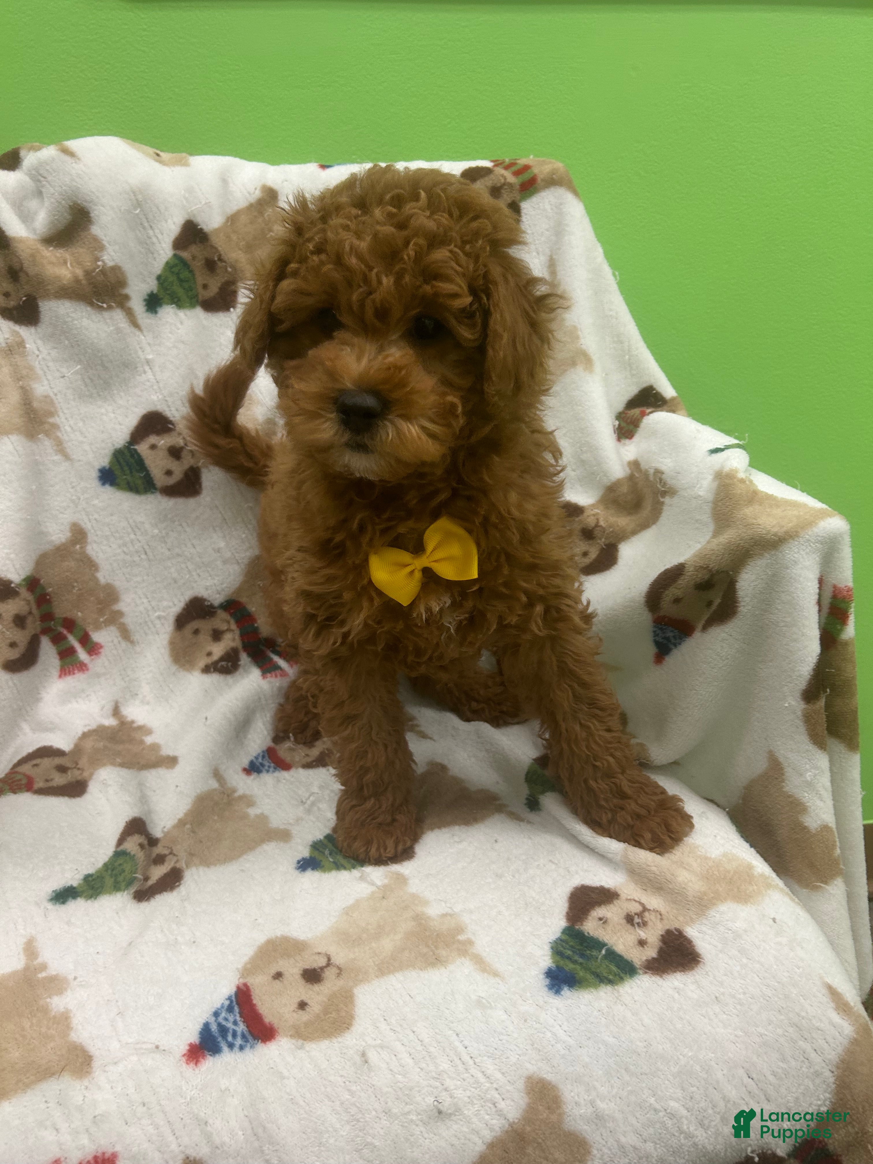 Mini Goldendoodle dogs Jax - Ad 8