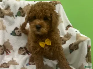 Mini Goldendoodle dogs Jax - Ad 8