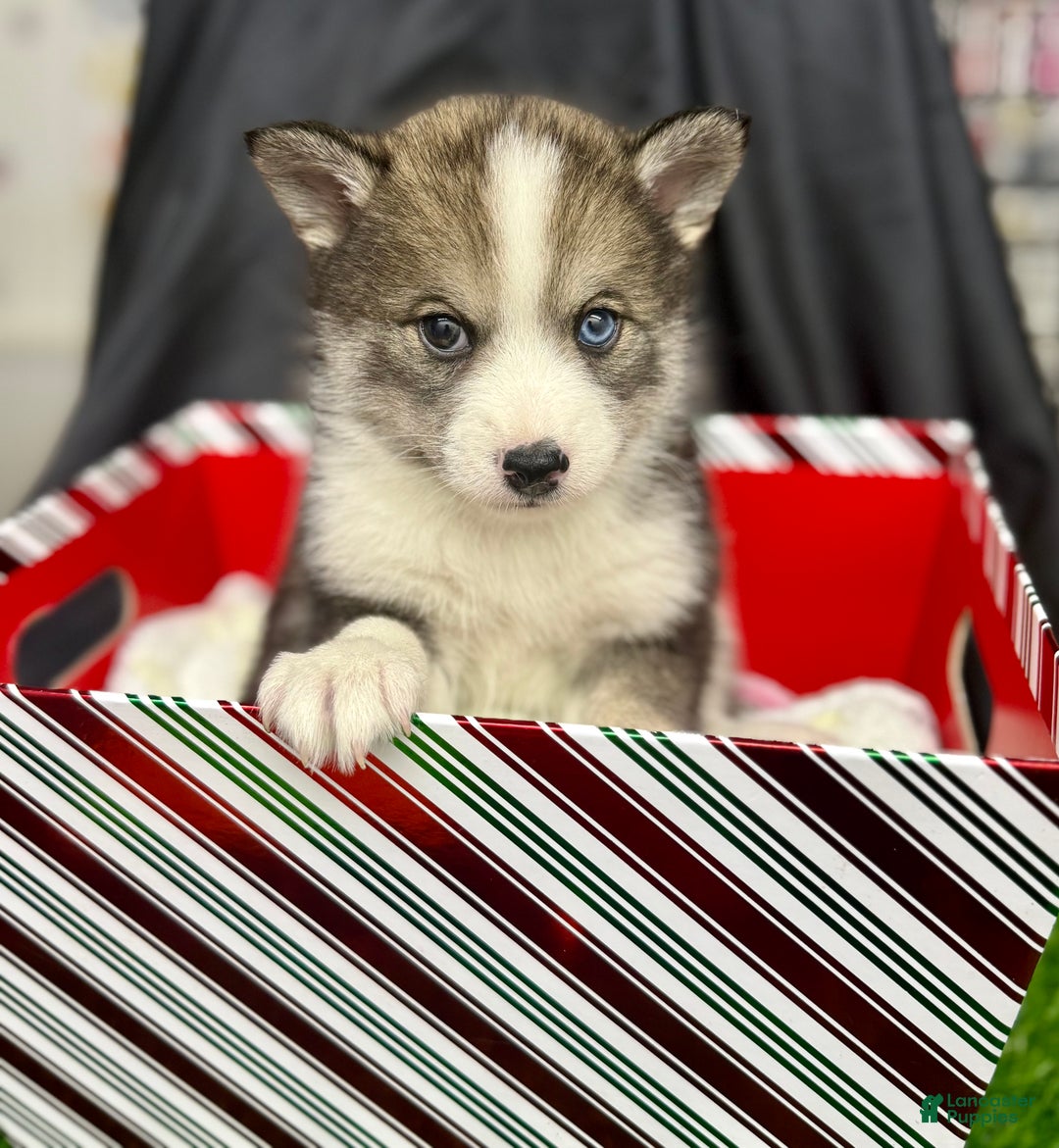 Mixed Breed dogs for sale: Cocoa - Ad 2