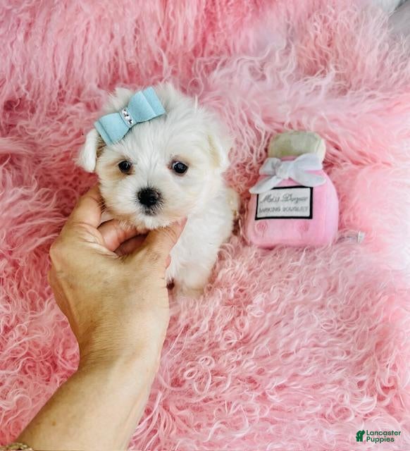Maltese dogs Maltese Puppy 1 - Ad 2