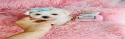 Maltese dogs for sale: Maltese Puppy 1 - Ad 2