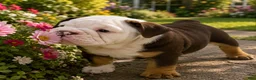 English Bulldog dogs for sale: Rocky - Ad 4