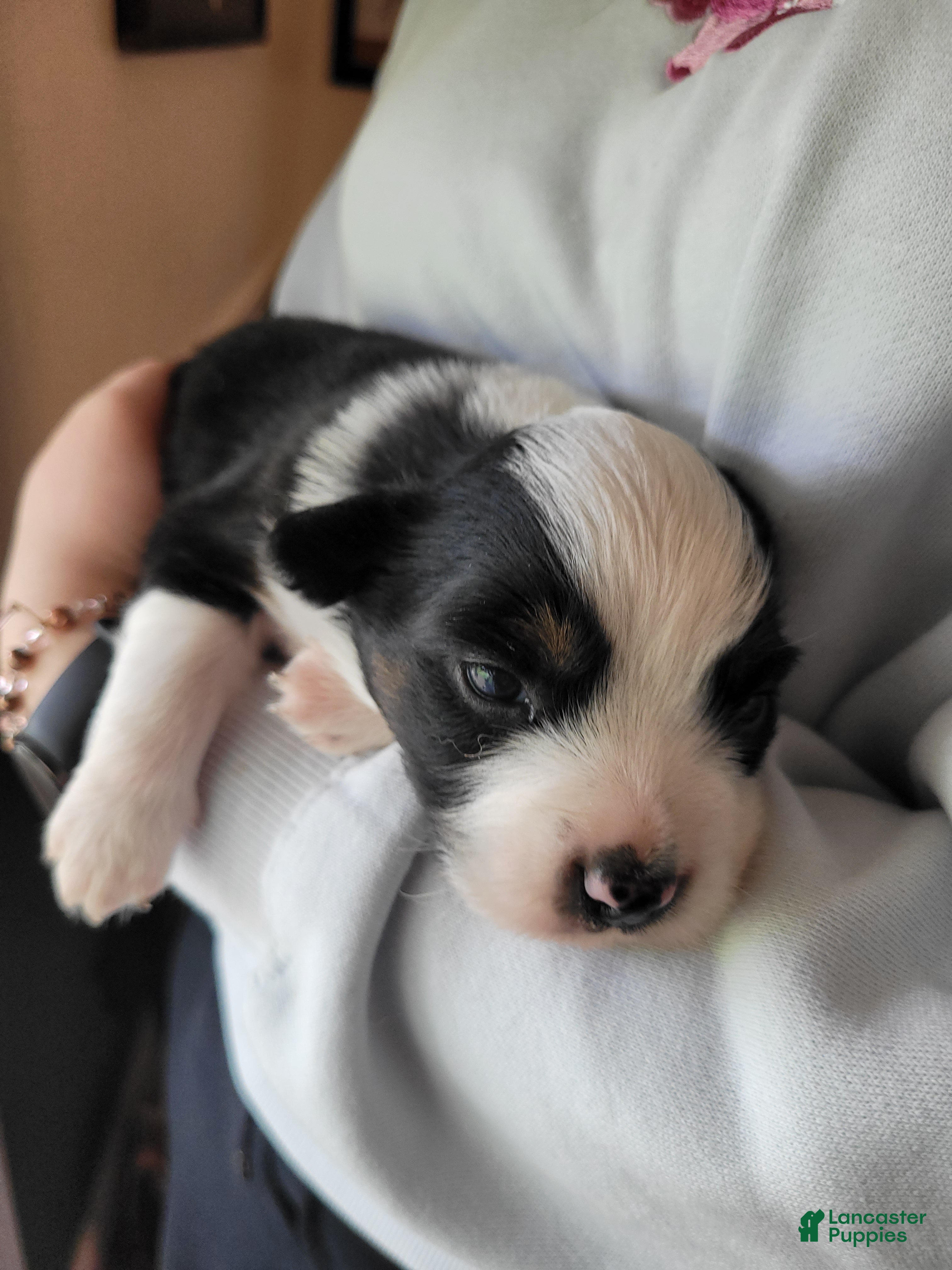 Australian Shepherd dogs Badger - Ad 2