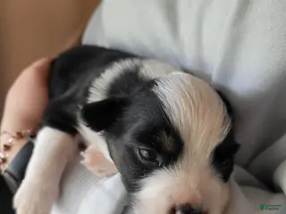 Australian Shepherd dogs Badger - Ad 2