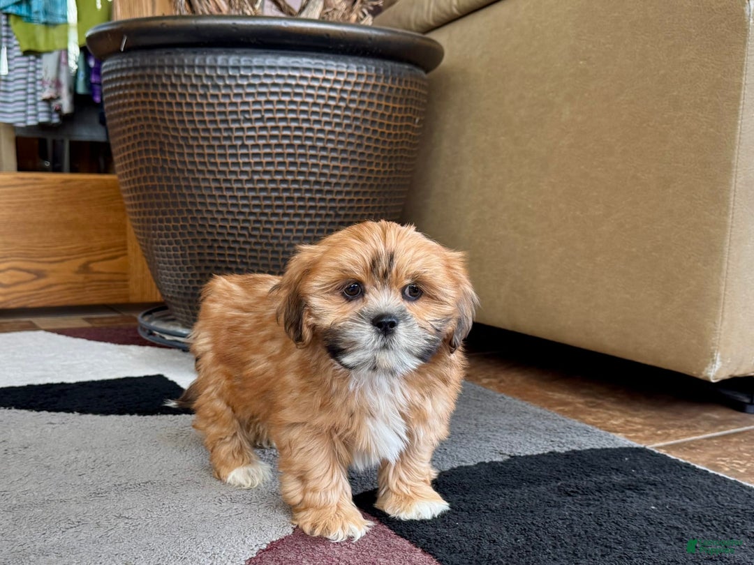 Lhasa Apso dogs for sale: Lacy - Ad 7