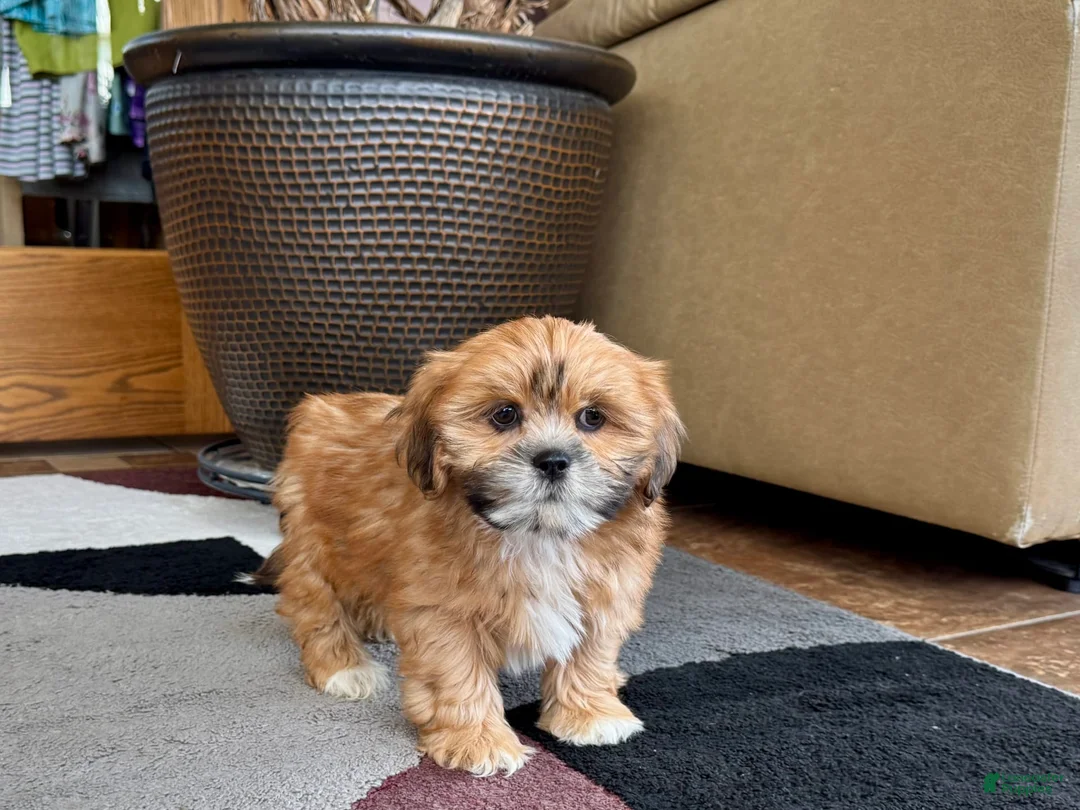 Lhasa Apso dogs for sale: Lacy - Ad 7