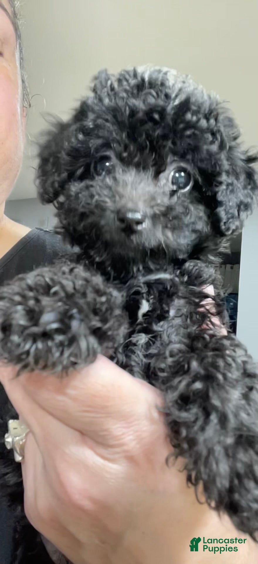 Toy Poodle dogs Male Toy Poodle Puppy  - Ad 40