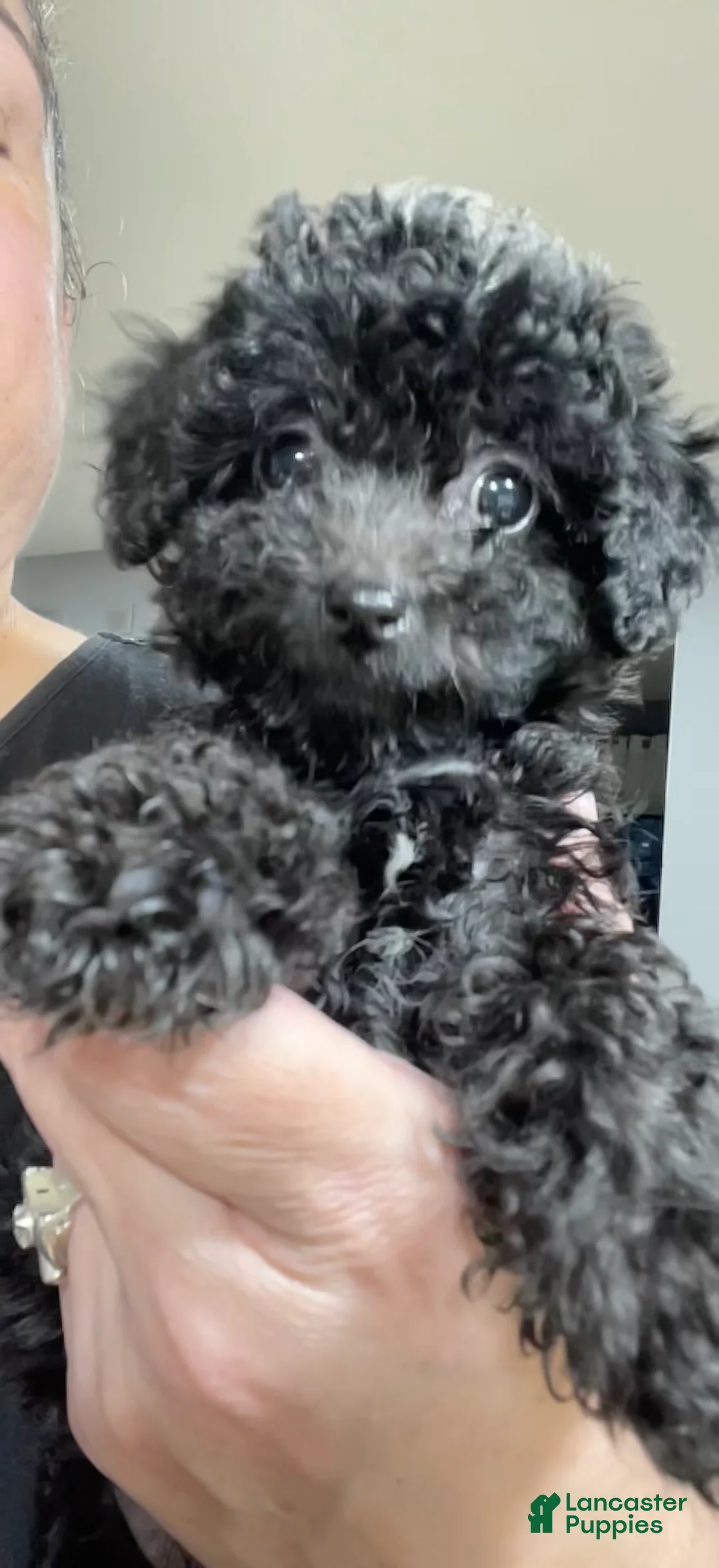 Toy Poodle dogs for sale: Male Toy Poodle Puppy  - Ad 1