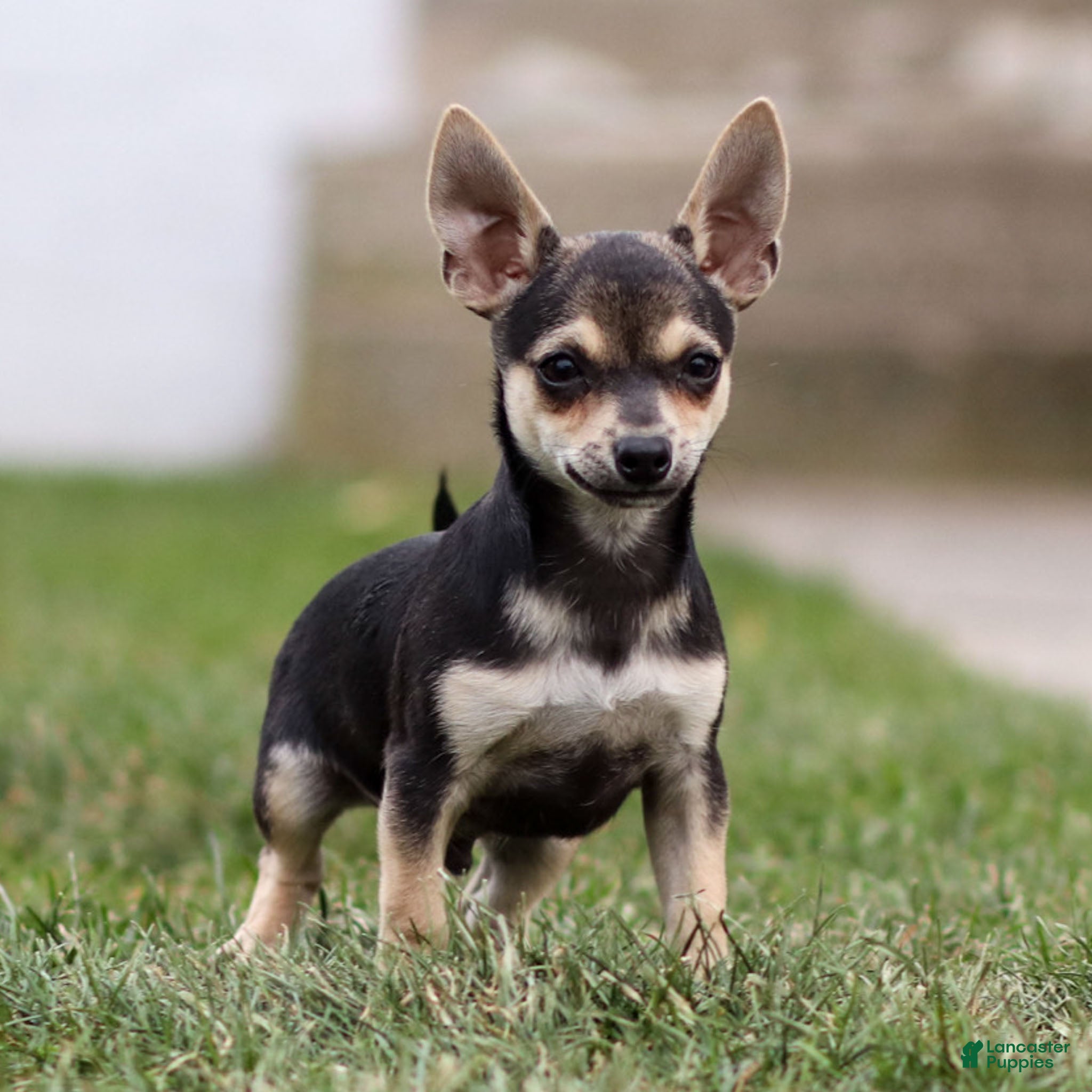 Chihuahua dogs Phoenix - Ad 31