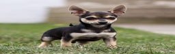 Chihuahua dogs for sale: Phoenix - Ad 1