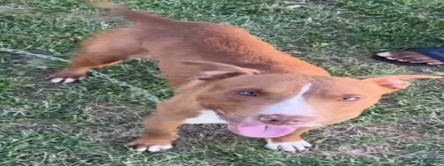 Drako