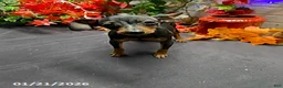Miniature Pinscher dogs for sale: Pin  - Ad 7