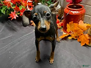 Miniature Pinscher dogs Pin - Ad 2