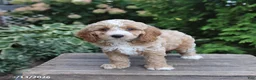 Cockapoo dogs for sale: Duke - Ad 3