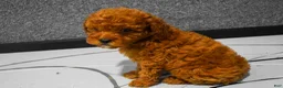 Miniature Poodle dogs for sale:   Logan🐶 - Ad 8