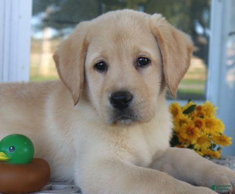 Labrador Retriever dogs for sale: Maverick- English Champion lines - Ad 1