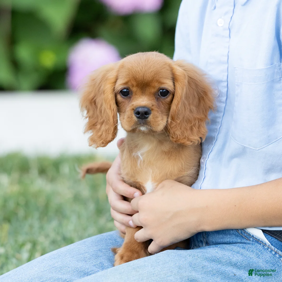 Cavalier King Charles Spaniel dogs for sale: Zephyr - Ad 1