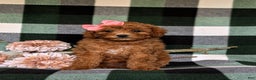 Miniature Poodle dogs for sale: Simone - Ad 2