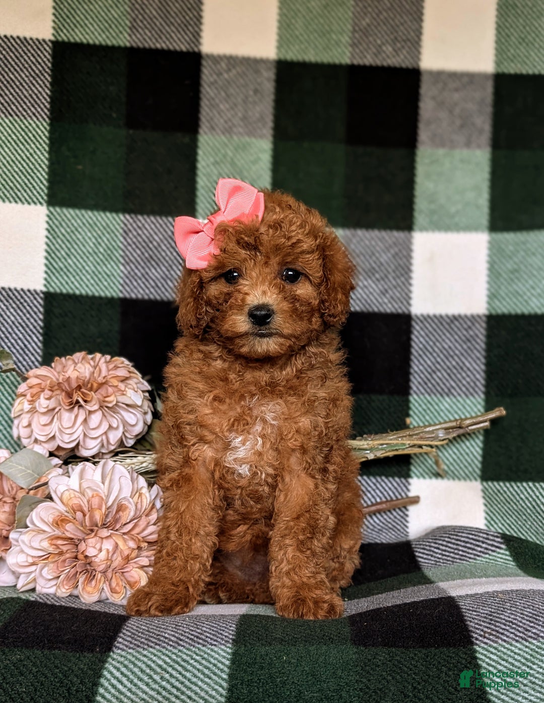 Miniature Poodle dogs for sale: Simone - Ad 2