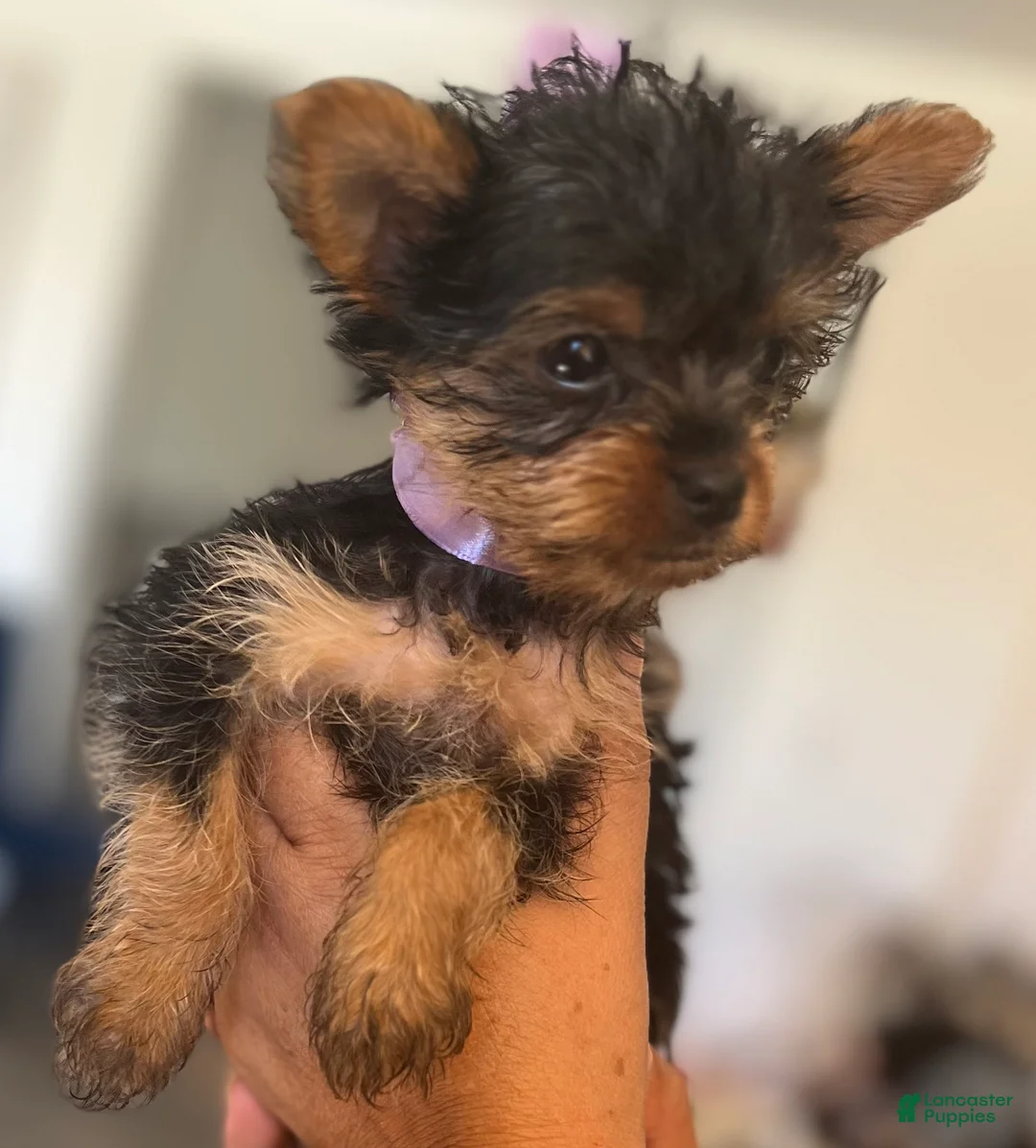 Yorkshire Terrier dogs for sale: Yorkshire Terrier Puppy 1 - Ad 2