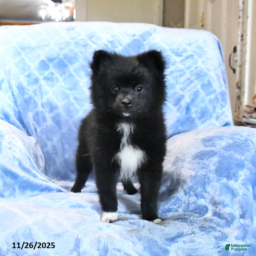 Pomeranian dogs Tigger - Ad 22