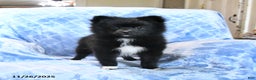 Pomeranian dogs for sale: Tigger - Ad 1