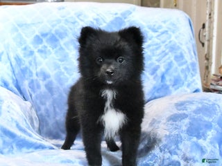 Pomeranian dogs Tigger - Ad 38