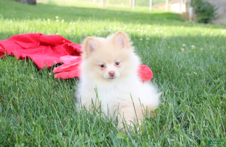 Pomeranian dogs Teddy  - Ad 32